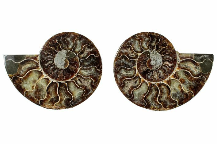 Cut & Polished, Crystal-Filled Ammonite Fossil - Madagascar #292794